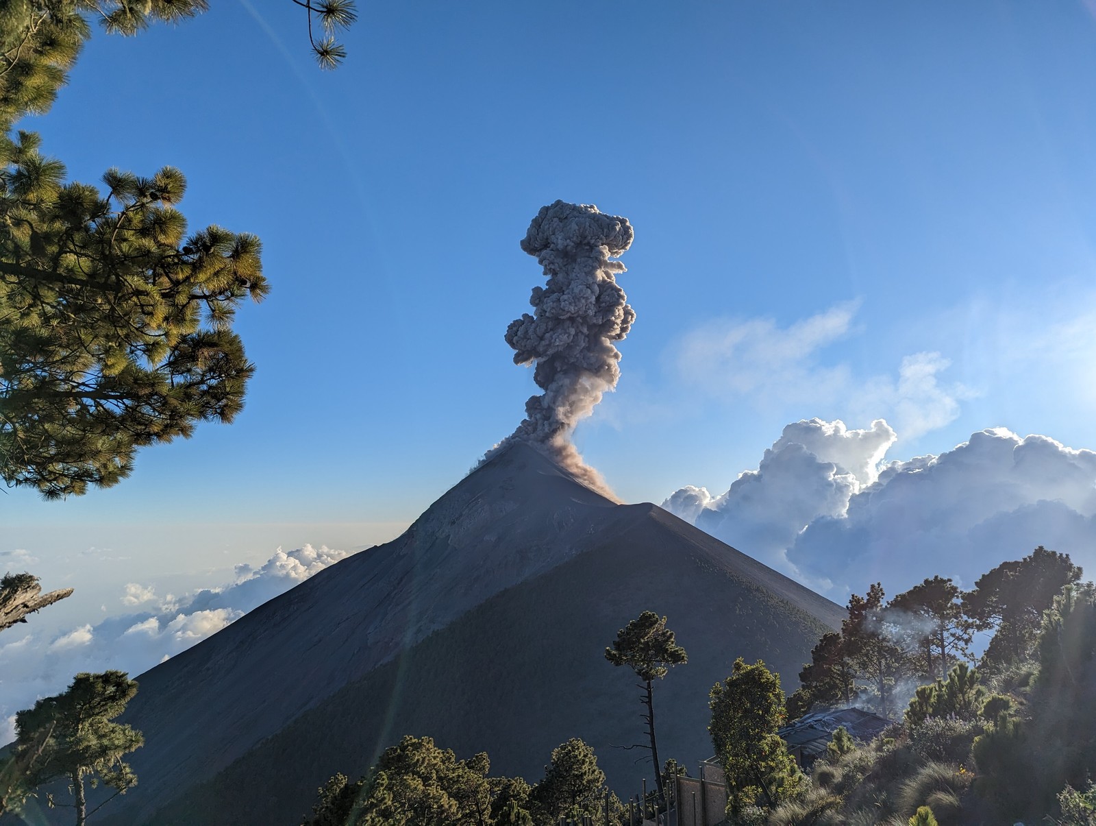 A daylight ash plume rises above Fuego volcano, viewed from the wooded slopes of Acatenango.